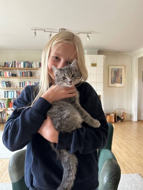 Katt - Katten Gusten