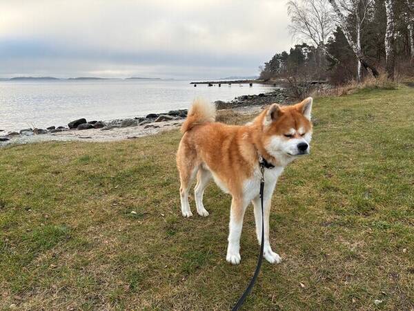 Hund - Akita Inu 