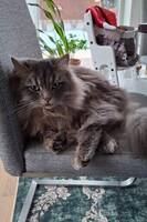 Blandras långhårig