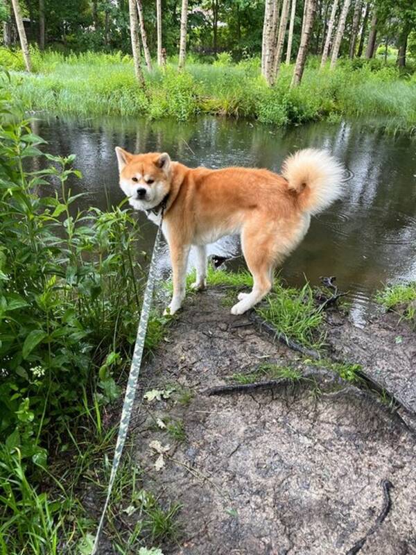 Hund - Akita Inu 