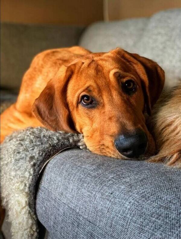 Hund - Broholmer Lucas