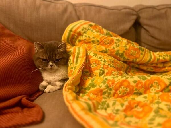 Katt - Trixie och Pilo 