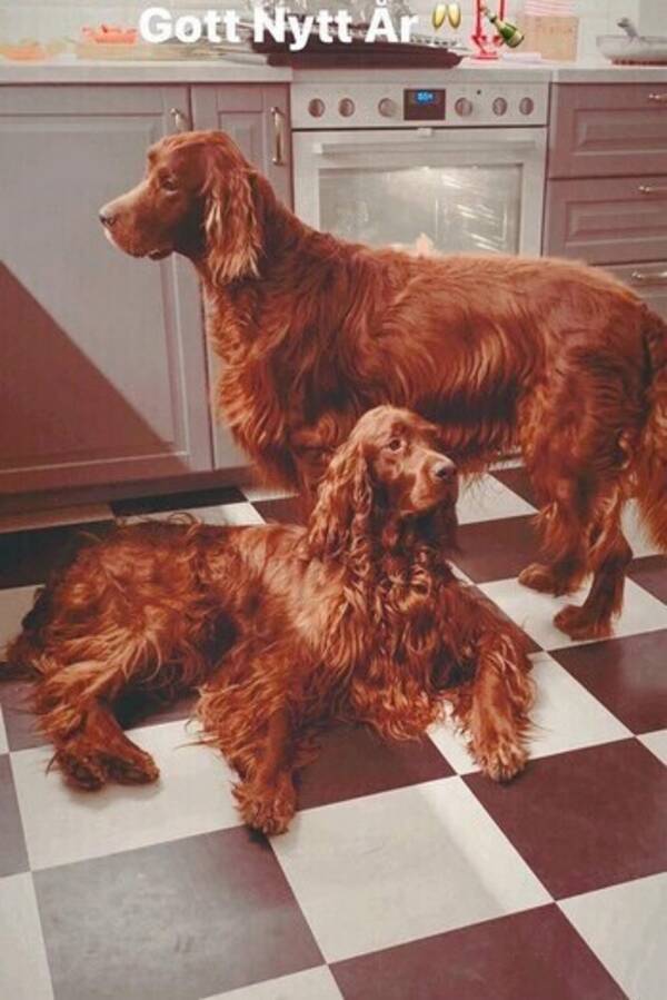 Hund - Julius och Gottfrid 