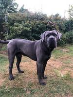 Cane corso