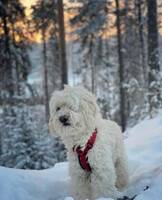 Golden doodlen penny