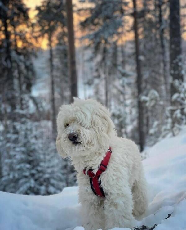 Hund - Golden doodlen penny