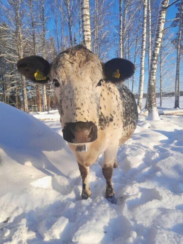 Övrigt - Fjällkossan Clara