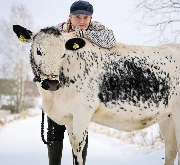 Övrigt - Fjällkossan Clara