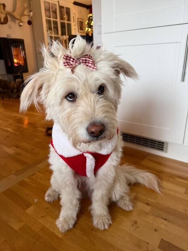 Hund - Mascha - mellanstor gatukorsning 