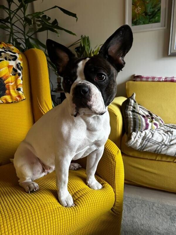 Hund - Fransk/ Old English bulldog Maja