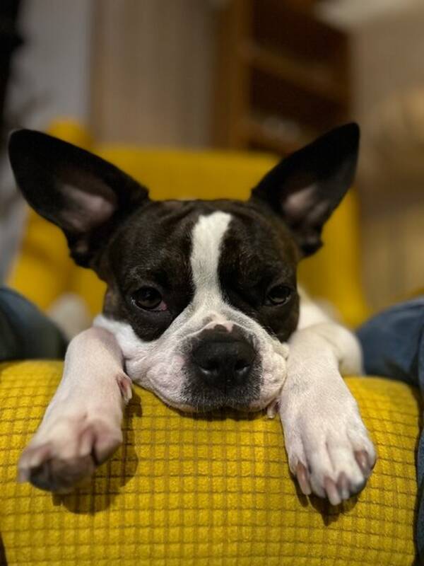 Hund - Fransk/ Old English bulldog Maja