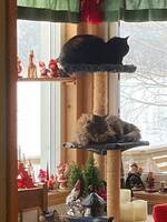 Zesar (nedre katten)