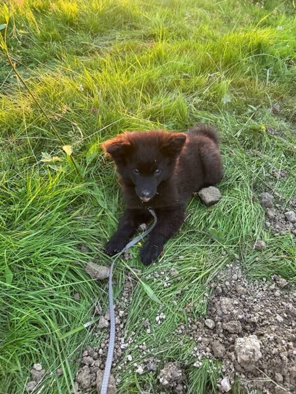 Hund - Lapphunden ovdas ett namn som betyder vi