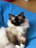 Mimmi, Ragdoll, 4år