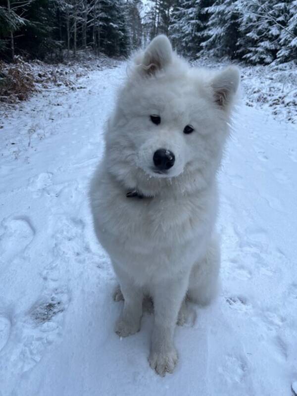 Hund - Samojeden Hjördis