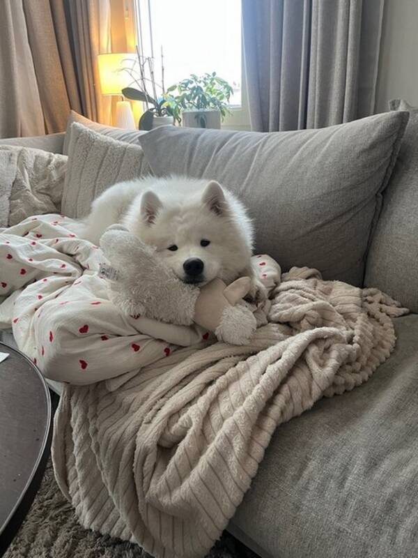 Hund - Samojeden Hjördis