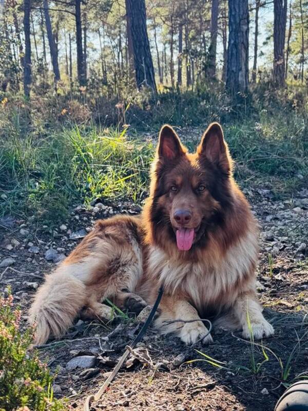 Hund - En 3-årig patrullhund med unik färg.
