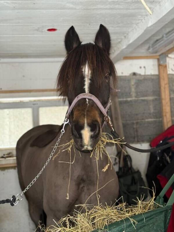 Övrigt - Min häst Gloria 