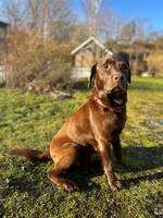 Bruna labradoren Selma