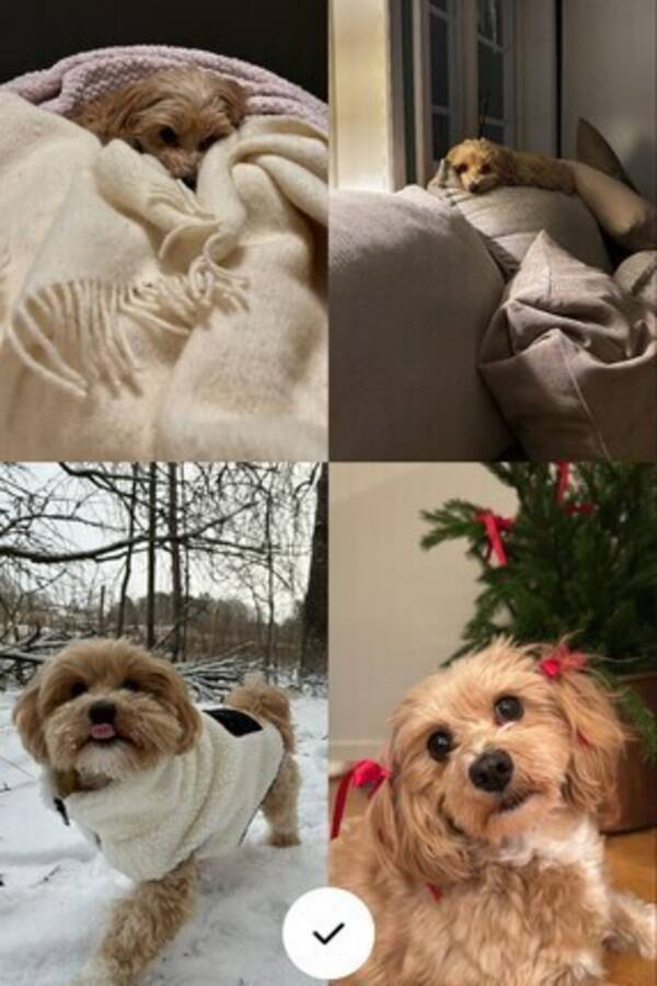 Hund - Havanaisen Molly