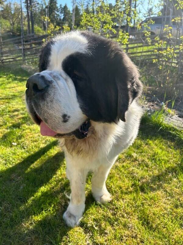 Hund - Sankt Bernhard 