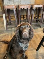 Jakt Cocker spaniel Hugo