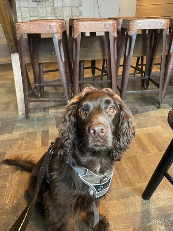 Hund - Jakt Cocker spaniel Hugo