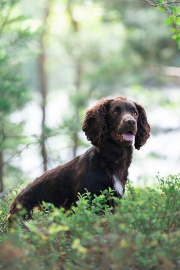 Hund - Jakt Cocker spaniel Hugo