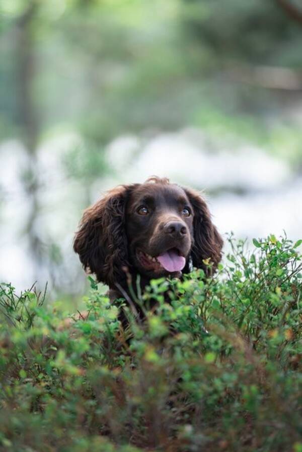 Hund - Jakt Cocker spaniel Hugo