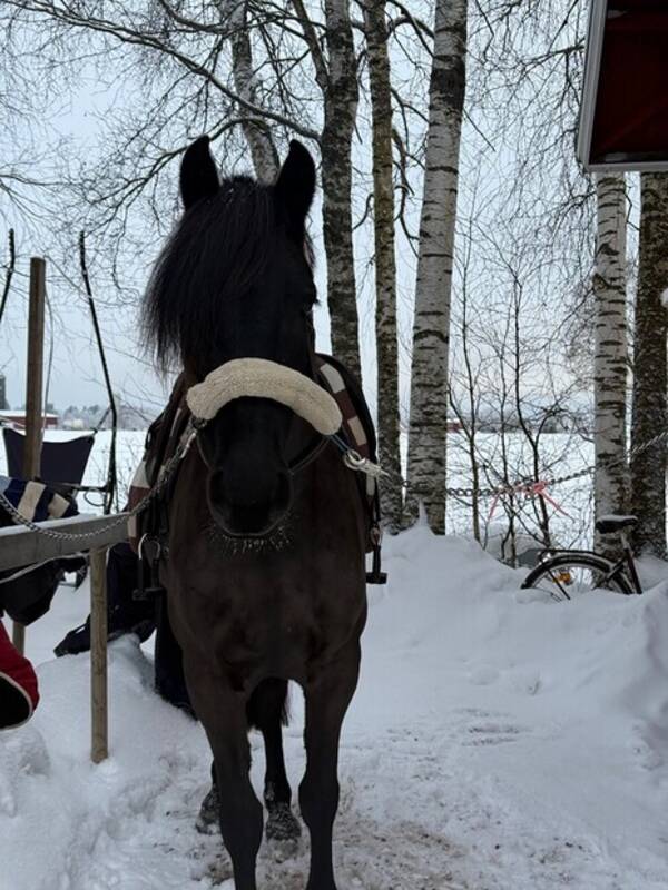 Övrigt - Kallblodstravaren Molina