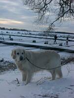 Golden Retriever Bhima