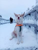 Misti :Blandras (wolfdog)