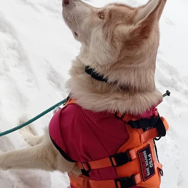 Hund - Misti :Blandras (wolfdog)