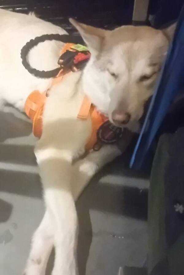 Hund - Misti :Blandras (wolfdog)