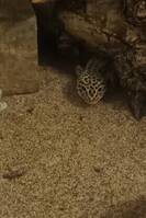 Leopardgecko