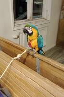 Keekie den kända blågula ara papegoja 