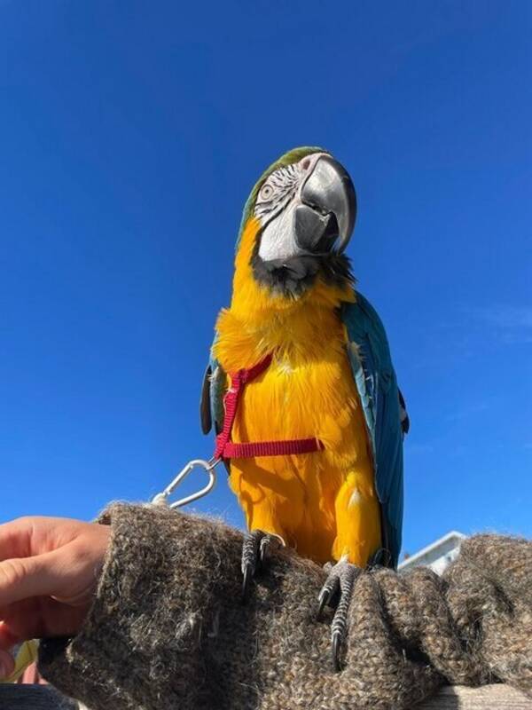 Övrigt - Keekie den kända blågula ara papegoja 