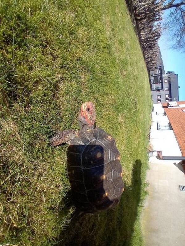 Övrigt - Jackie the tortoise 