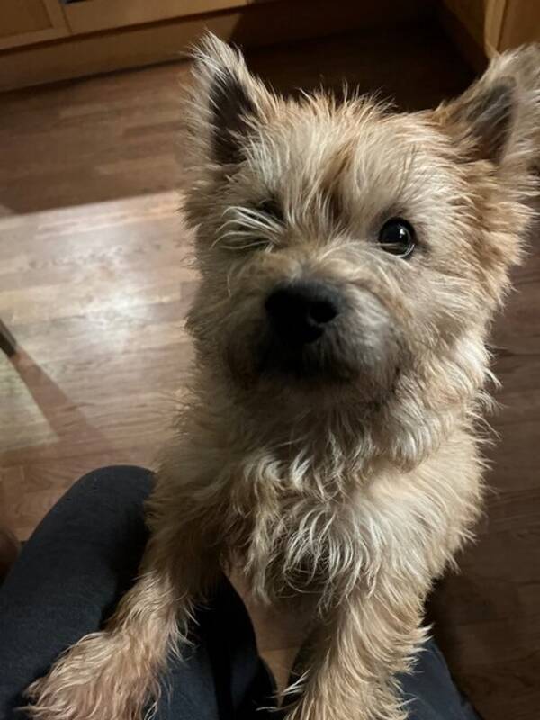 Hund - Dexter och Freddie