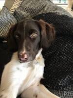 Sally Kleine Munsterlander Jakthund