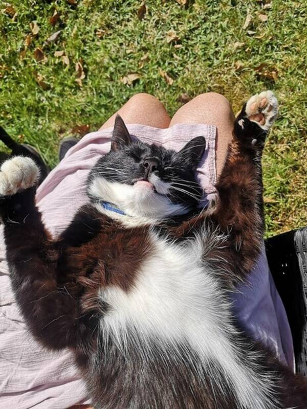 Katt - Katten Lillis