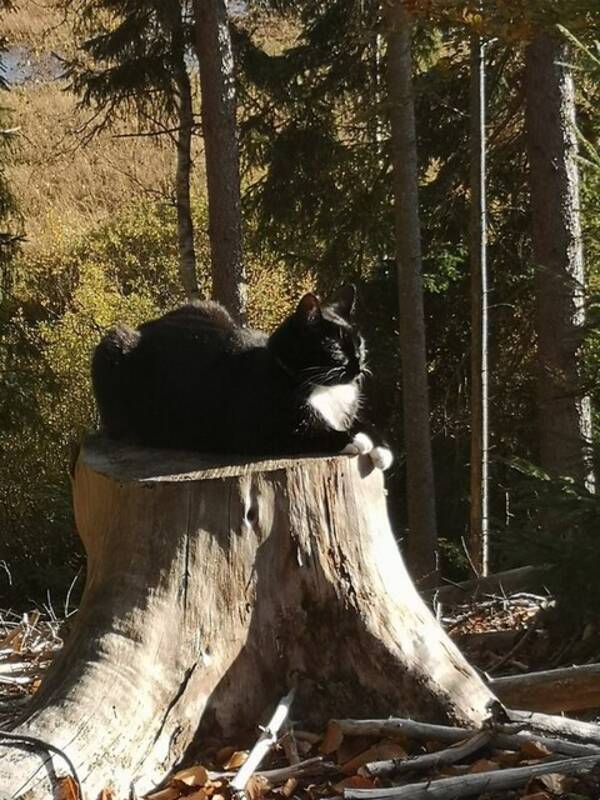 Katt - Katten Lillis