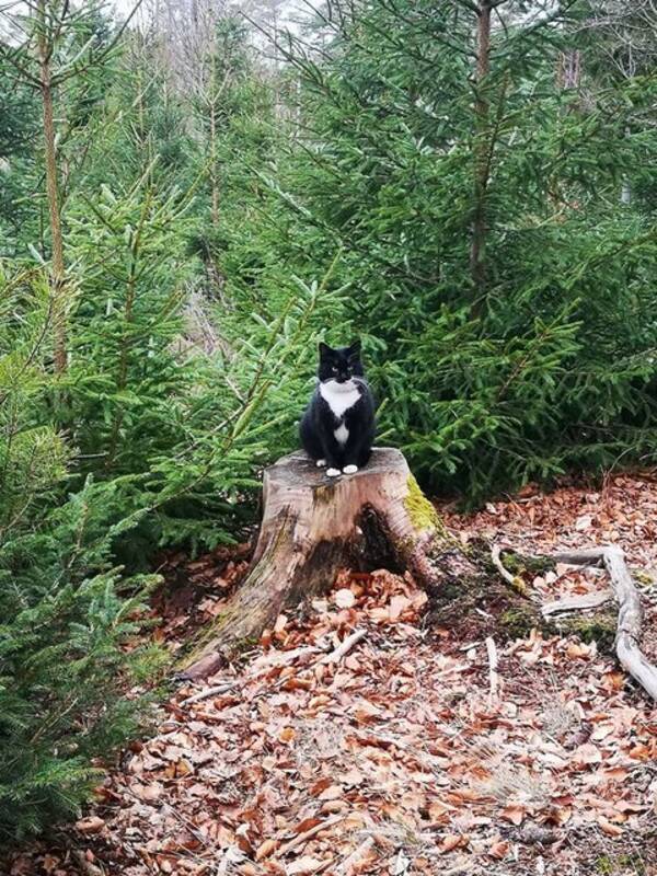 Katt - Katten Lillis