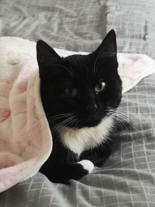 Katt - Katten Lillan