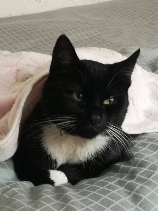 Katt - Katten Lillan