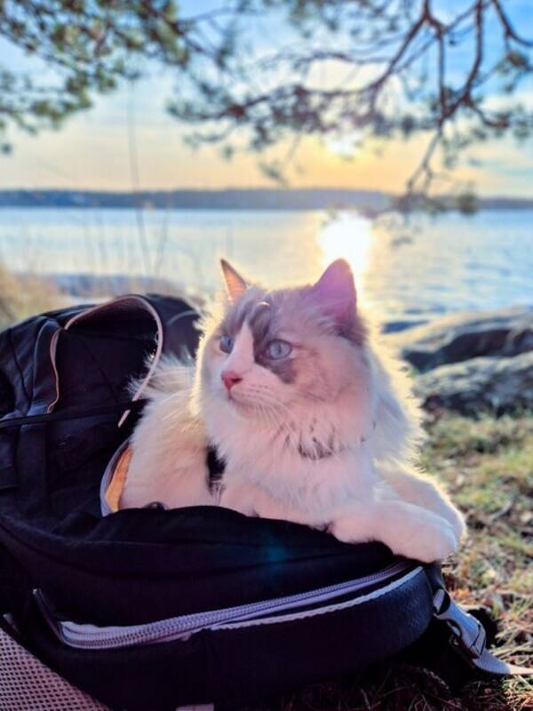 Katt - Äventyrlig ragdoll