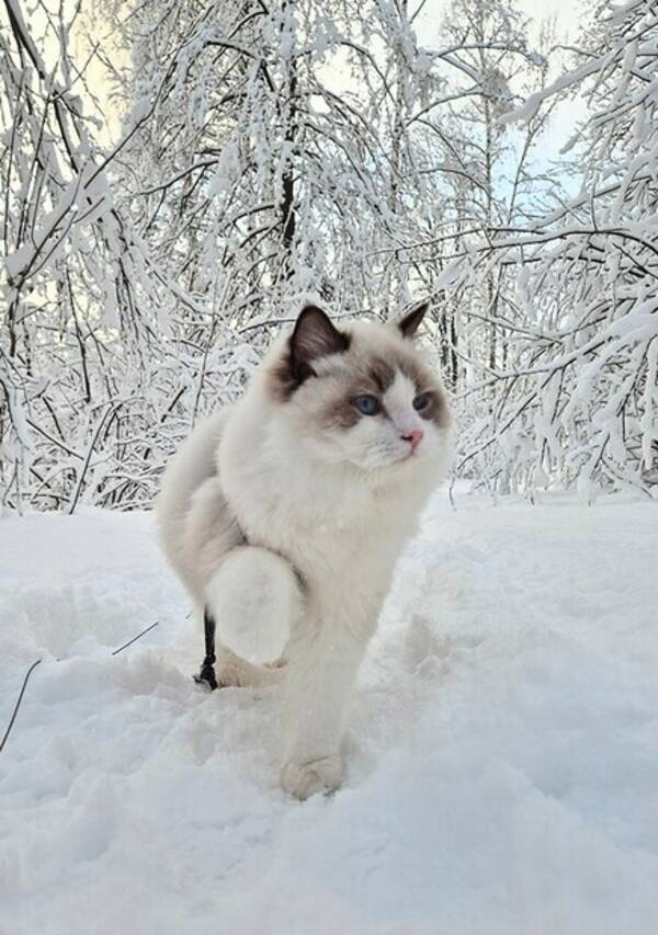 Katt - Avslappnad ragdoll