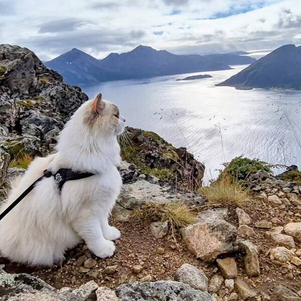 Katt - Äventyrlig ragdoll