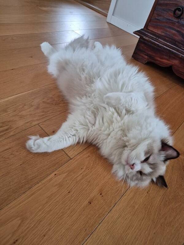 Katt - Avslappnad ragdoll