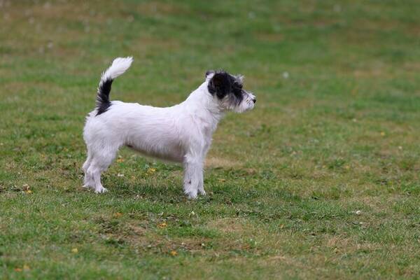 Hund - Nala Jack Russel 